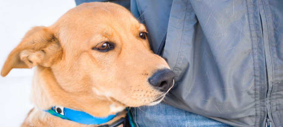 Tan dog with person