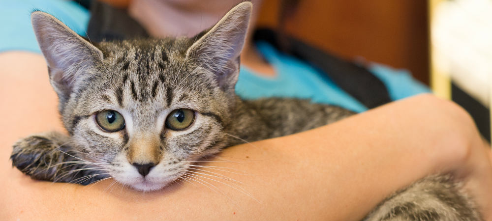 Cat in woman's arms