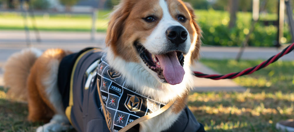 Dog in Golden Knights Jersey