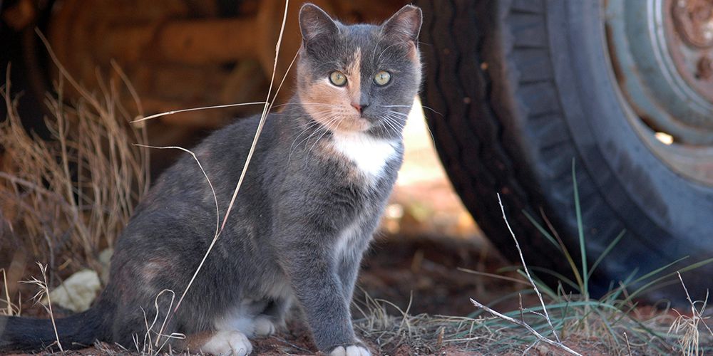 feral cat in front of truck