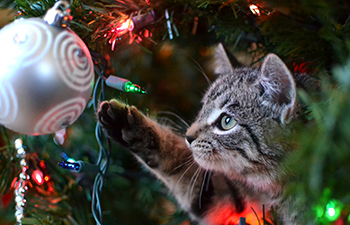 Top 10 Holiday Pet Hazards