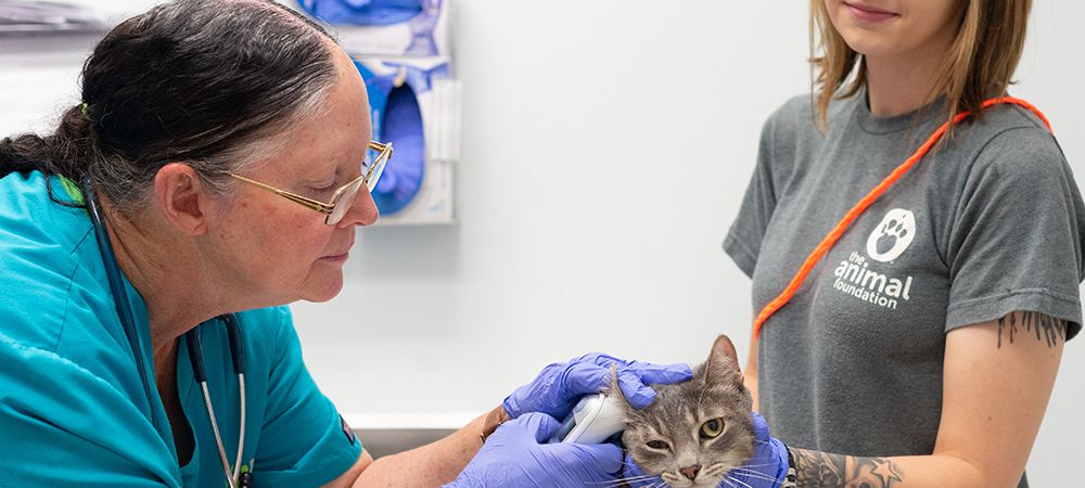 Vet examining a cat