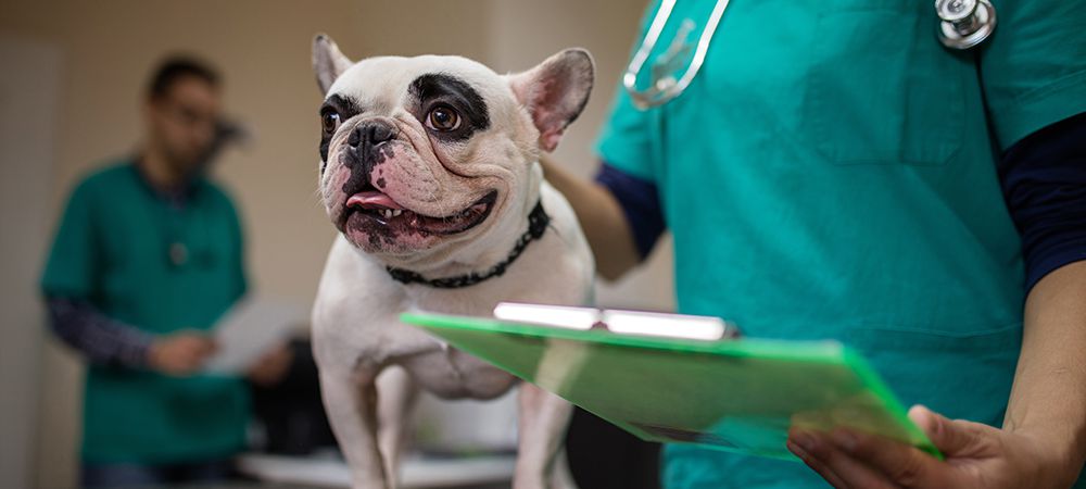 dog at vet