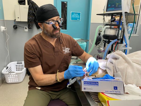 Adoptable Pets Who Just Had Their Teeth Cleaned