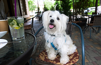 Dog-Friendly Restaurants in Las Vegas