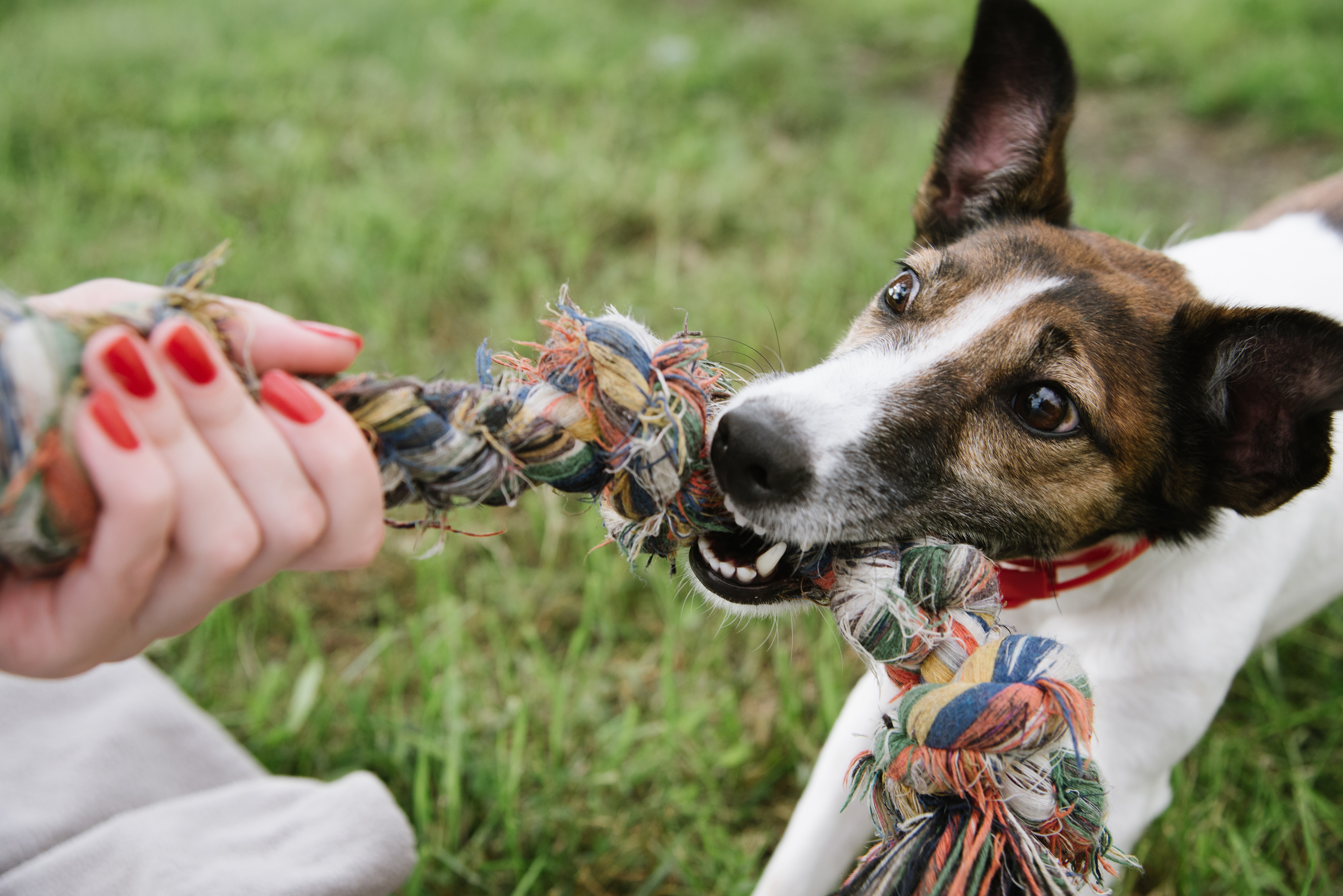 dog-play-with-rope-610958338_4000x2670.jpeg