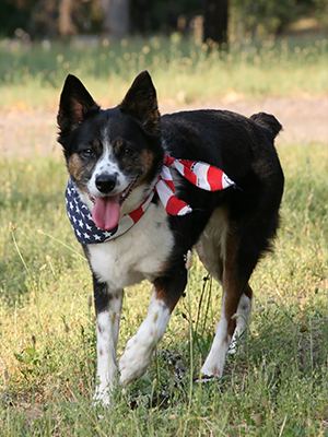 Dog-Safety-4th-July.jpg