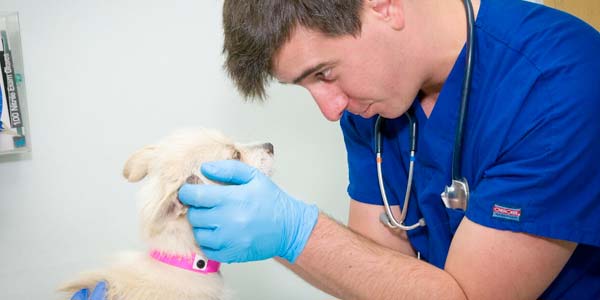 Vet with a young dog