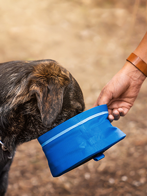 Heat-Stroke-in-Dogs.jpg