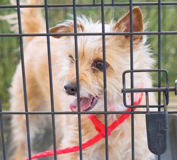 Small dog in crate