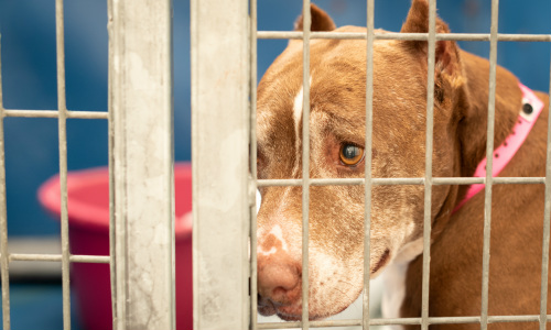 Sad dog in kennel