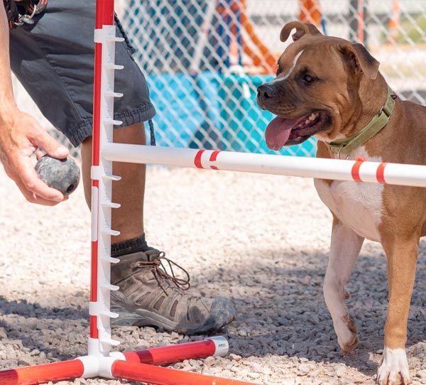 A dog plays with a ball