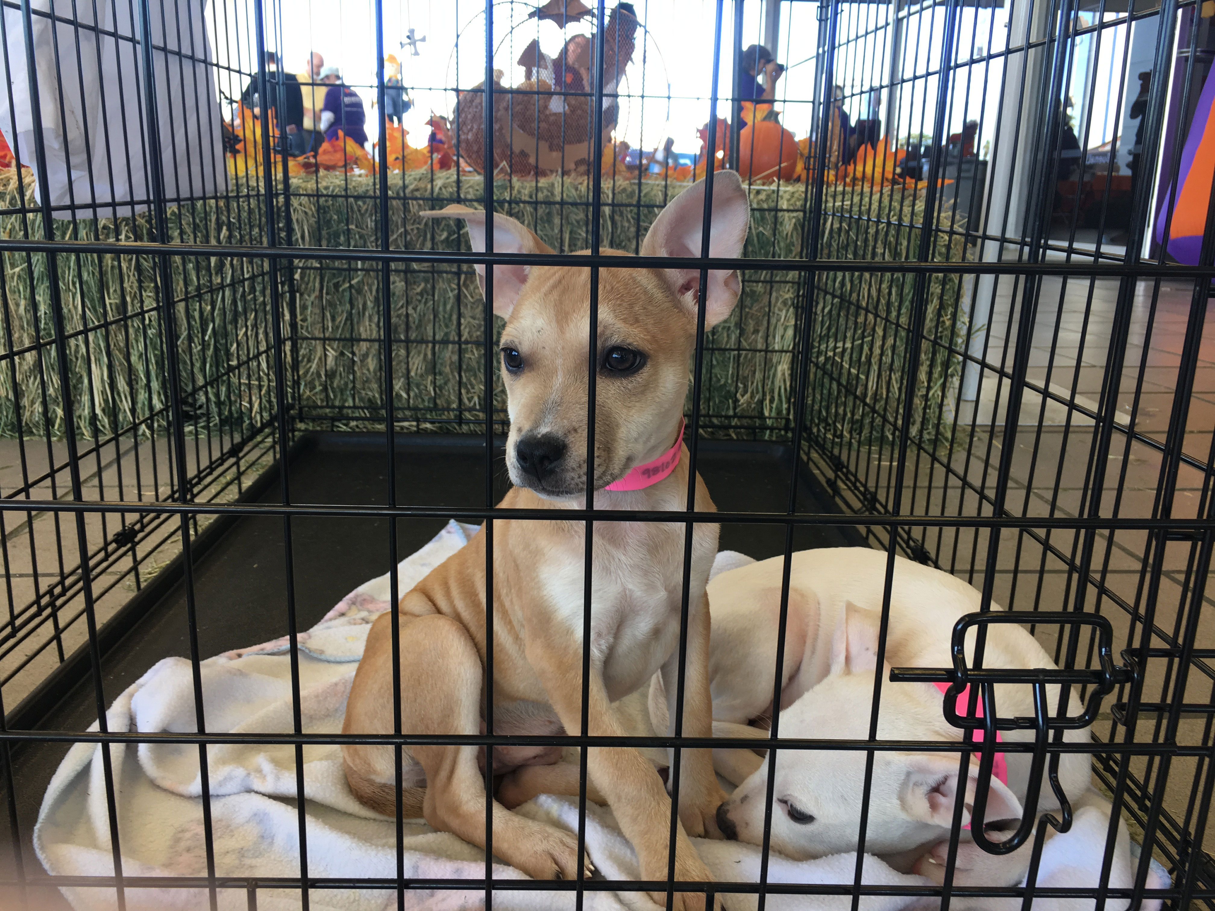 brown puppy in crate