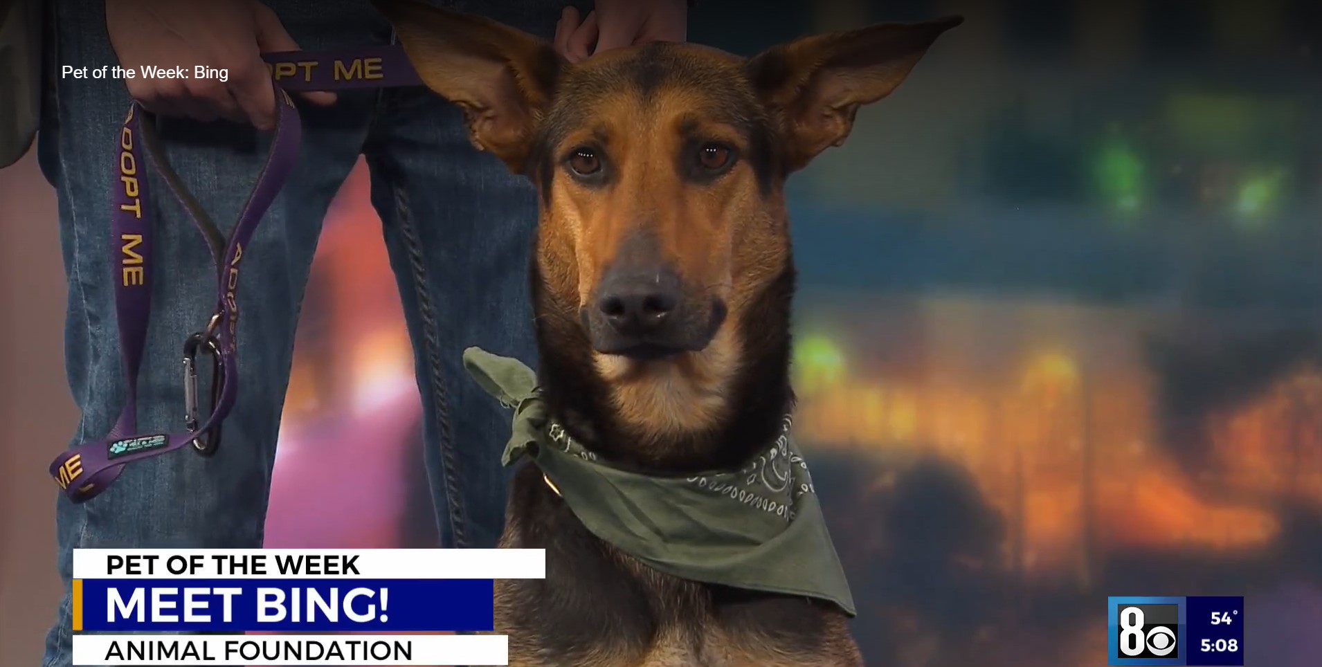 Bing is the Pet of the Week!