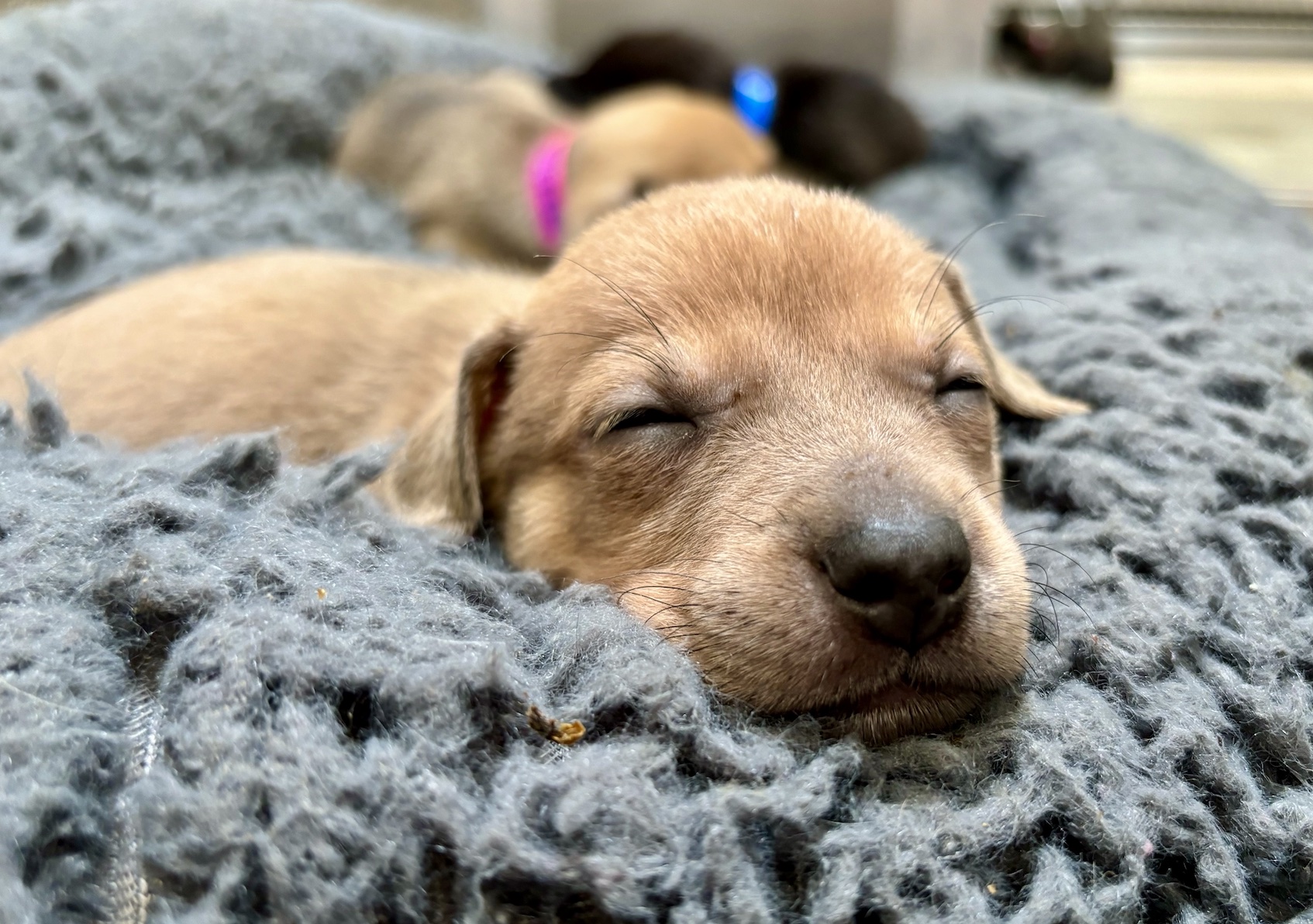 Meet the Vegas Golden Knights Playoff Pups at The Animal Foundation