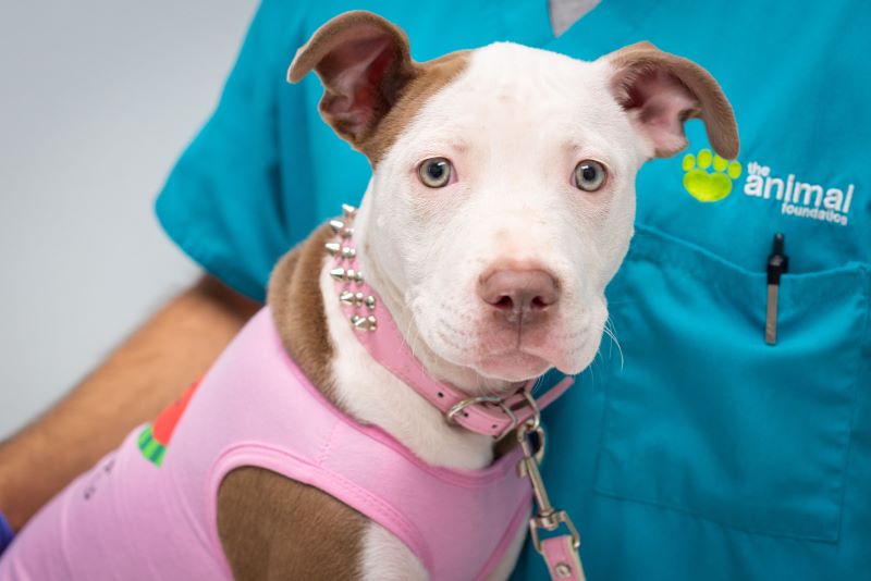 An employee holds a healthy dog after being spayed