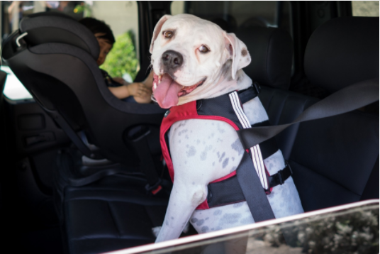 Pet Car Safety Tips