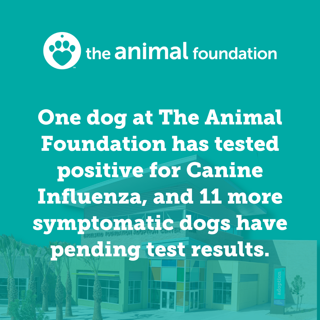 27 dogs at The Animal Foundation have tested positive for canine influenza