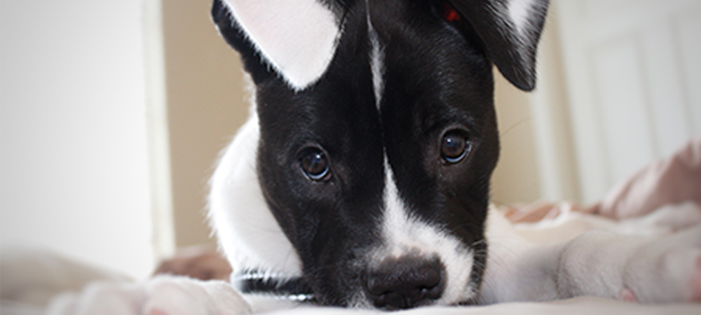 black and white puppy